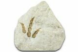Dinosaur (Grallator) Track - Negative Impression #366849-1
